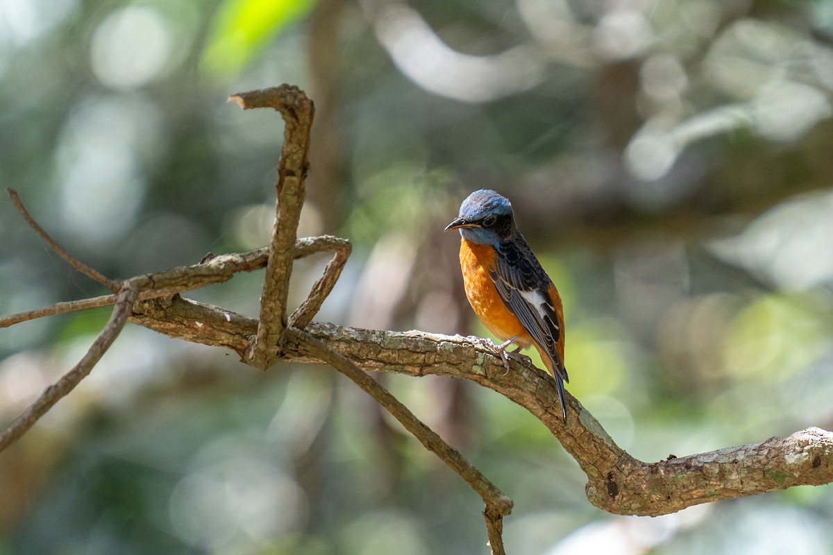 Blue-capped Rock-Thrush - Jawad Ali