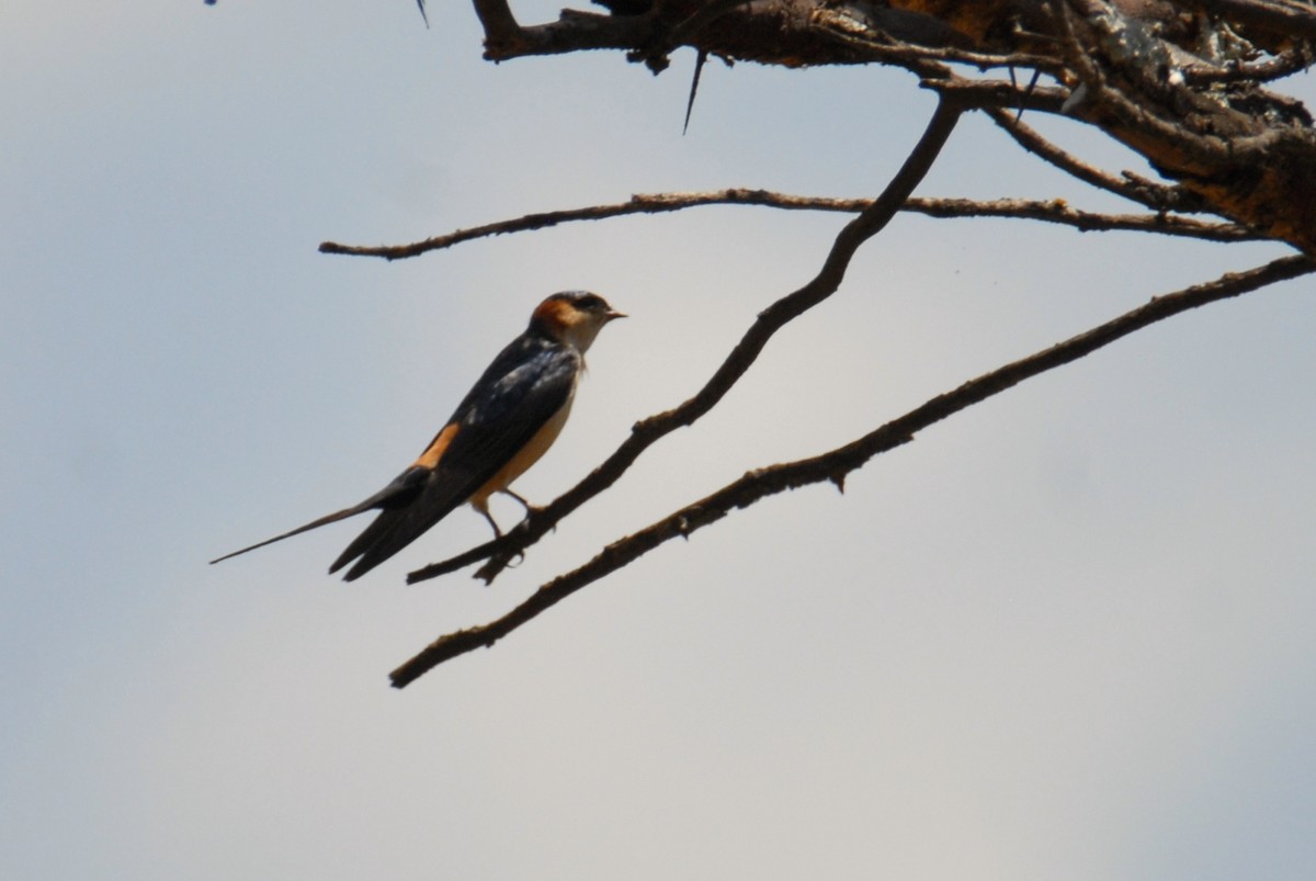 Red-rumped Swallow - Antoni Karolak