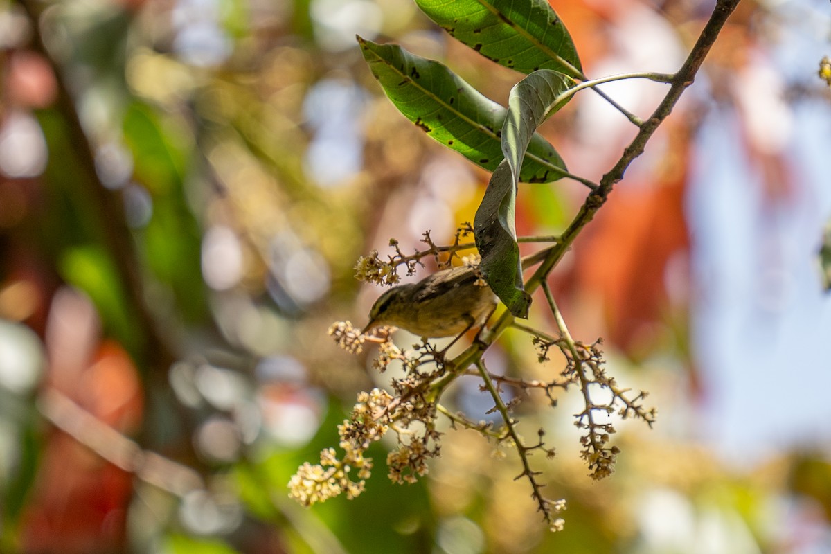 Tytler's Leaf Warbler - ML615572978