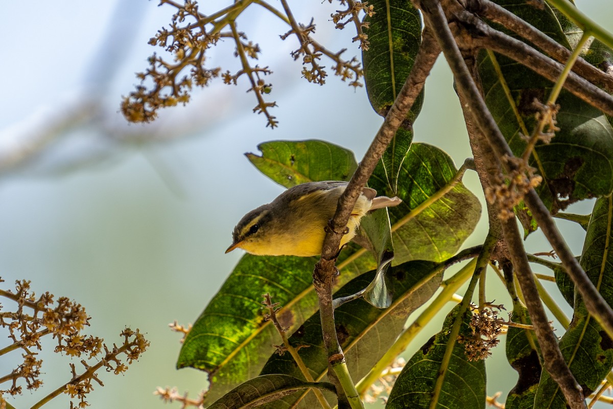 Mosquitero de Tickell/de Quinghai - ML615572987