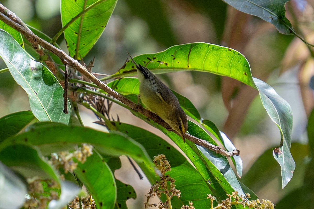 Mosquitero de Tickell/de Quinghai - ML615572989