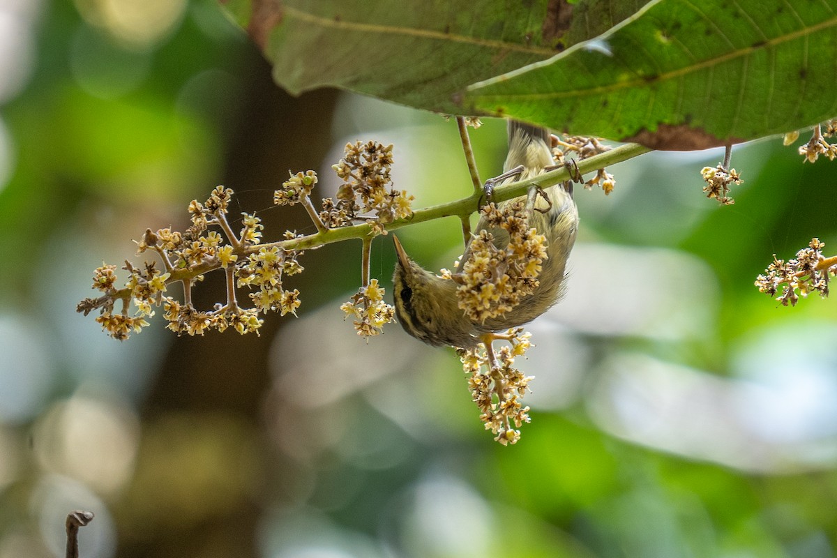 Tickell's Leaf Warbler - Jawad Ali