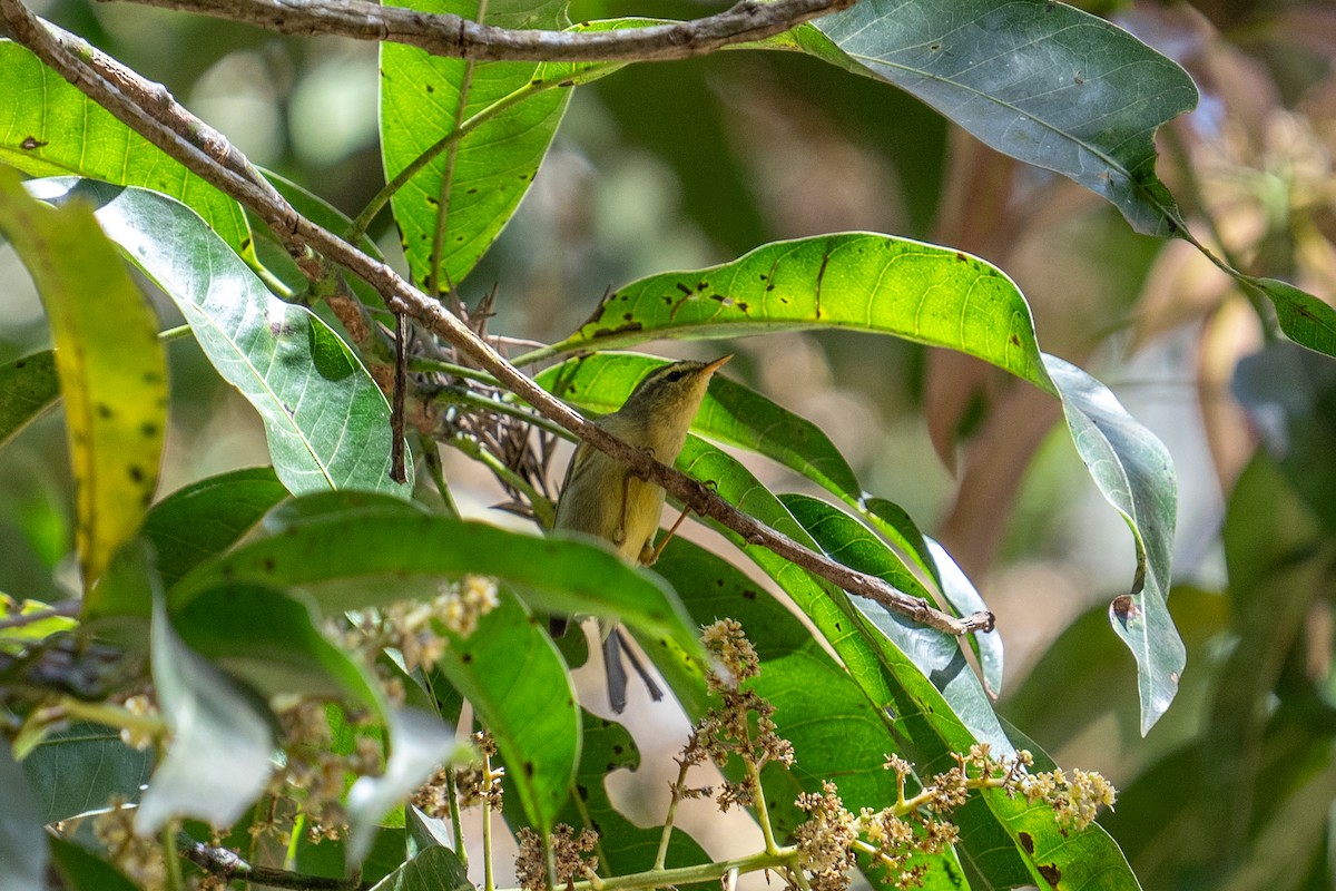 Mosquitero de Tickell/de Quinghai - ML615572991