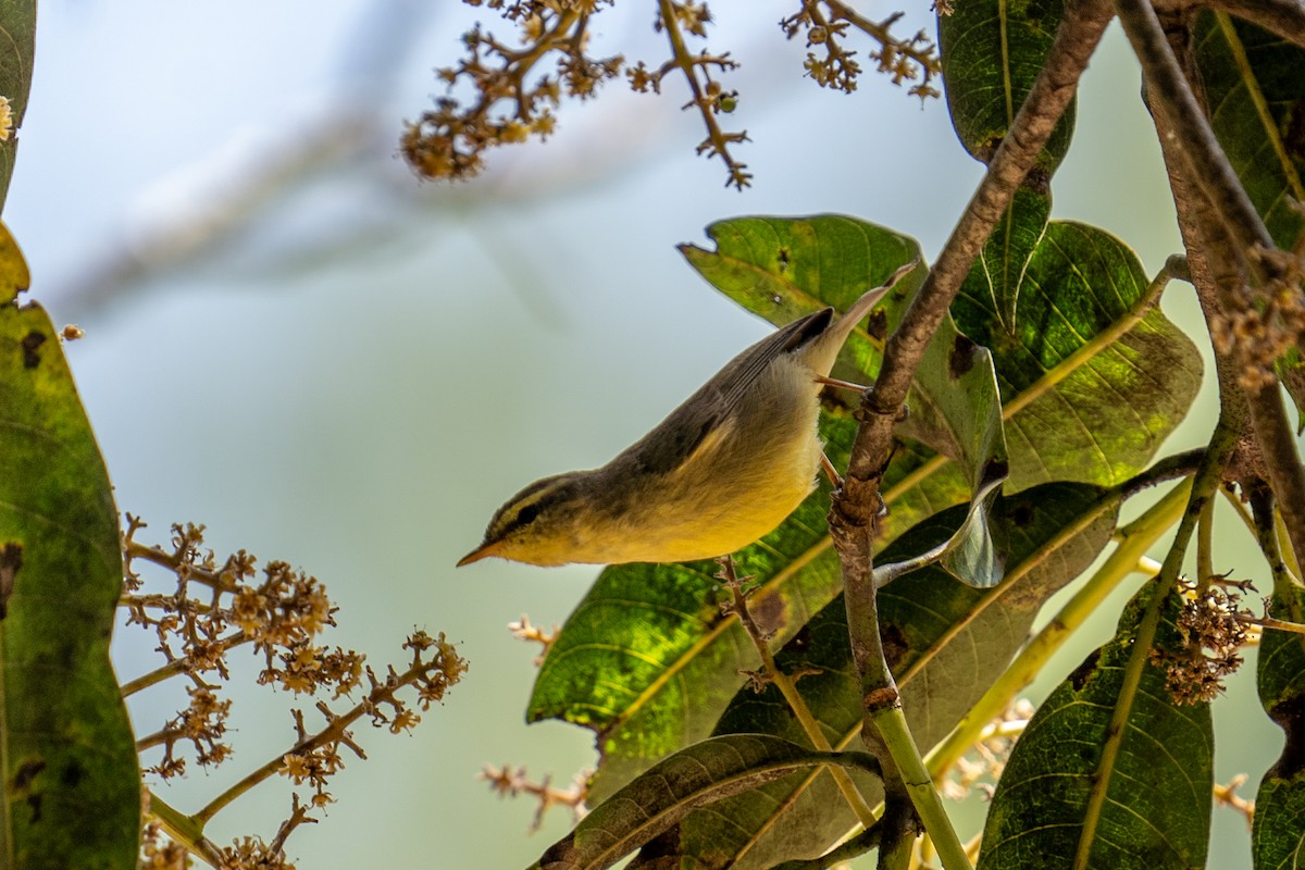 Tickell's Leaf Warbler - Jawad Ali