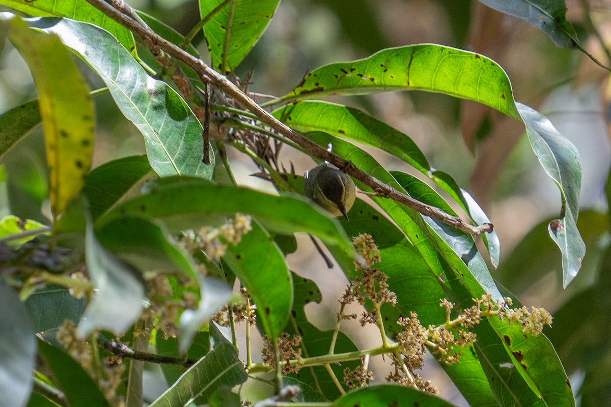 Tickell's Leaf Warbler - Jawad Ali