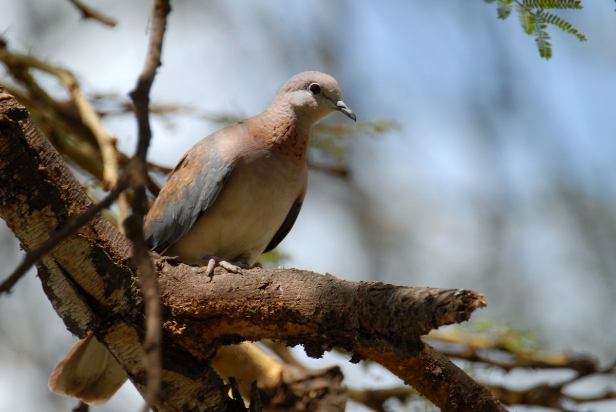 Laughing Dove - Antoni Karolak