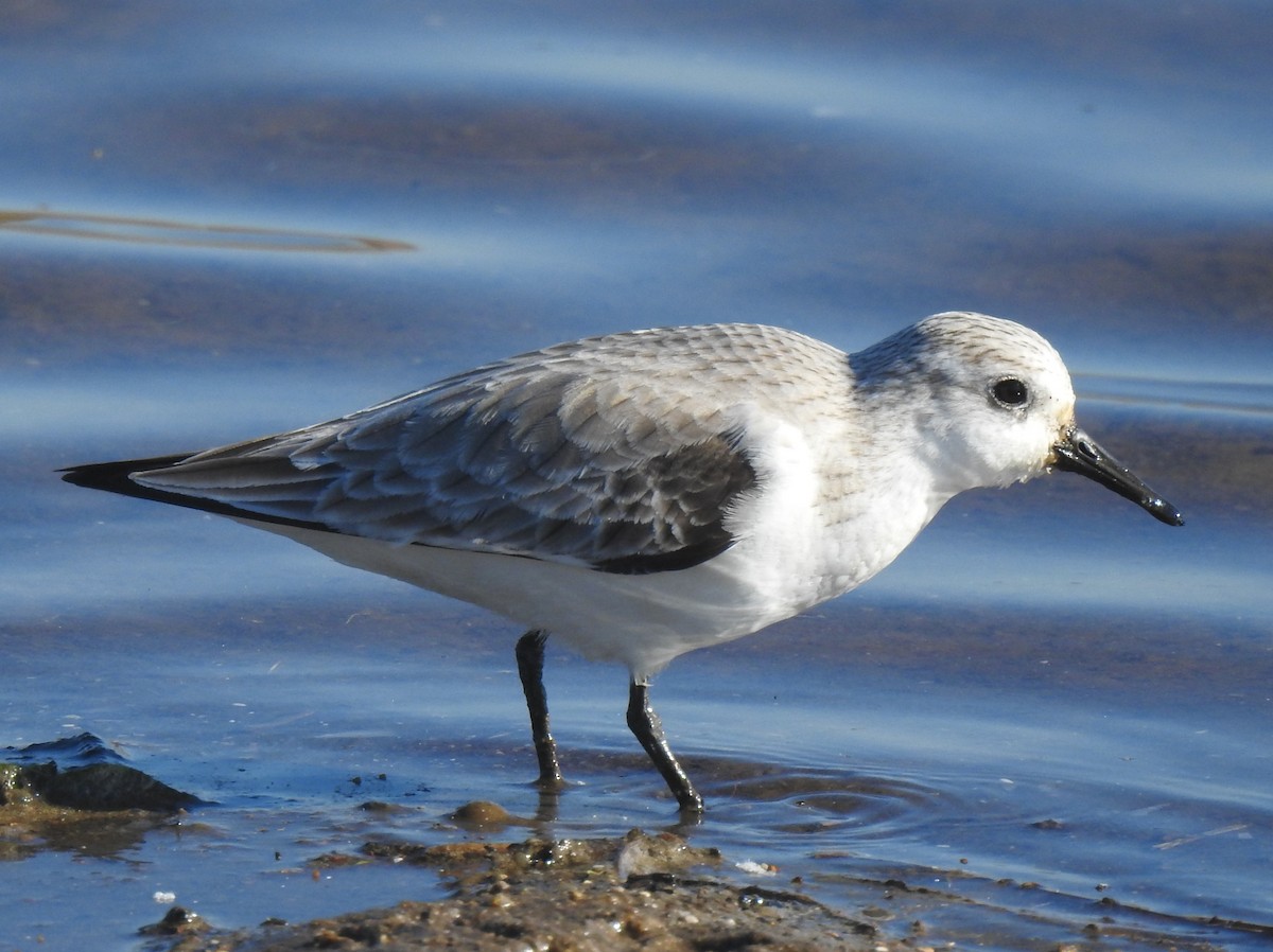 Bécasseau sanderling - ML615573042