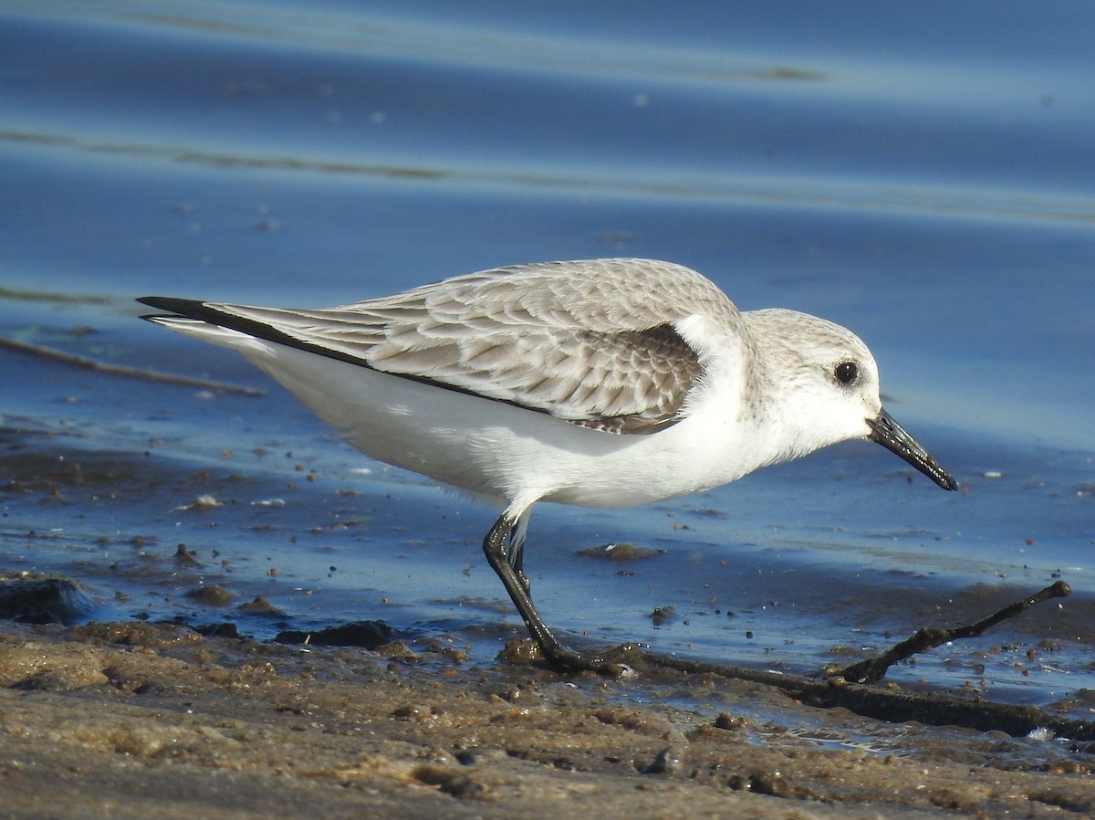 Bécasseau sanderling - ML615573043