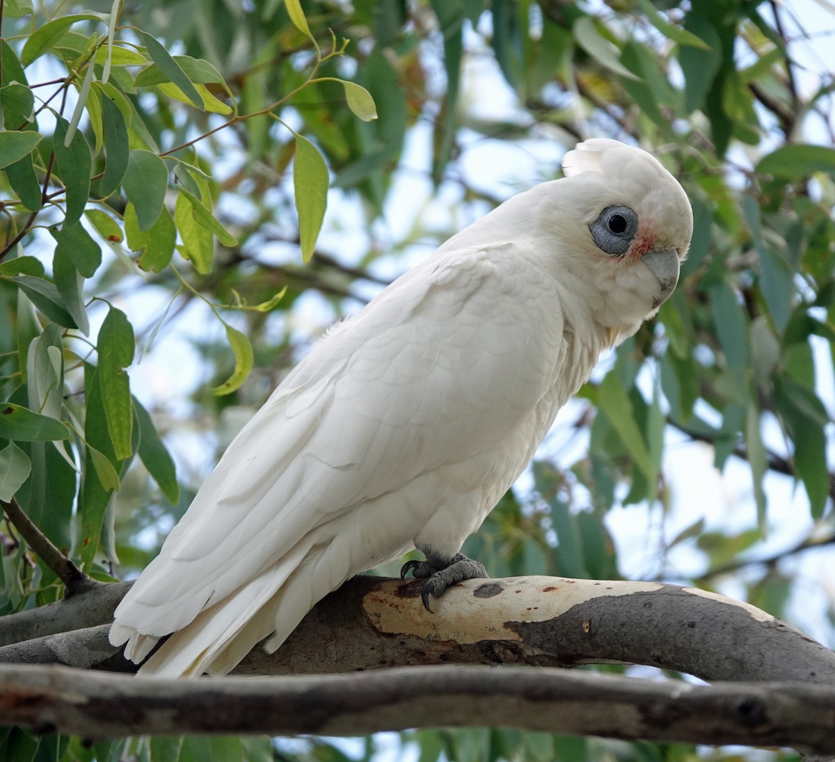 Little Corella - Russell Scott