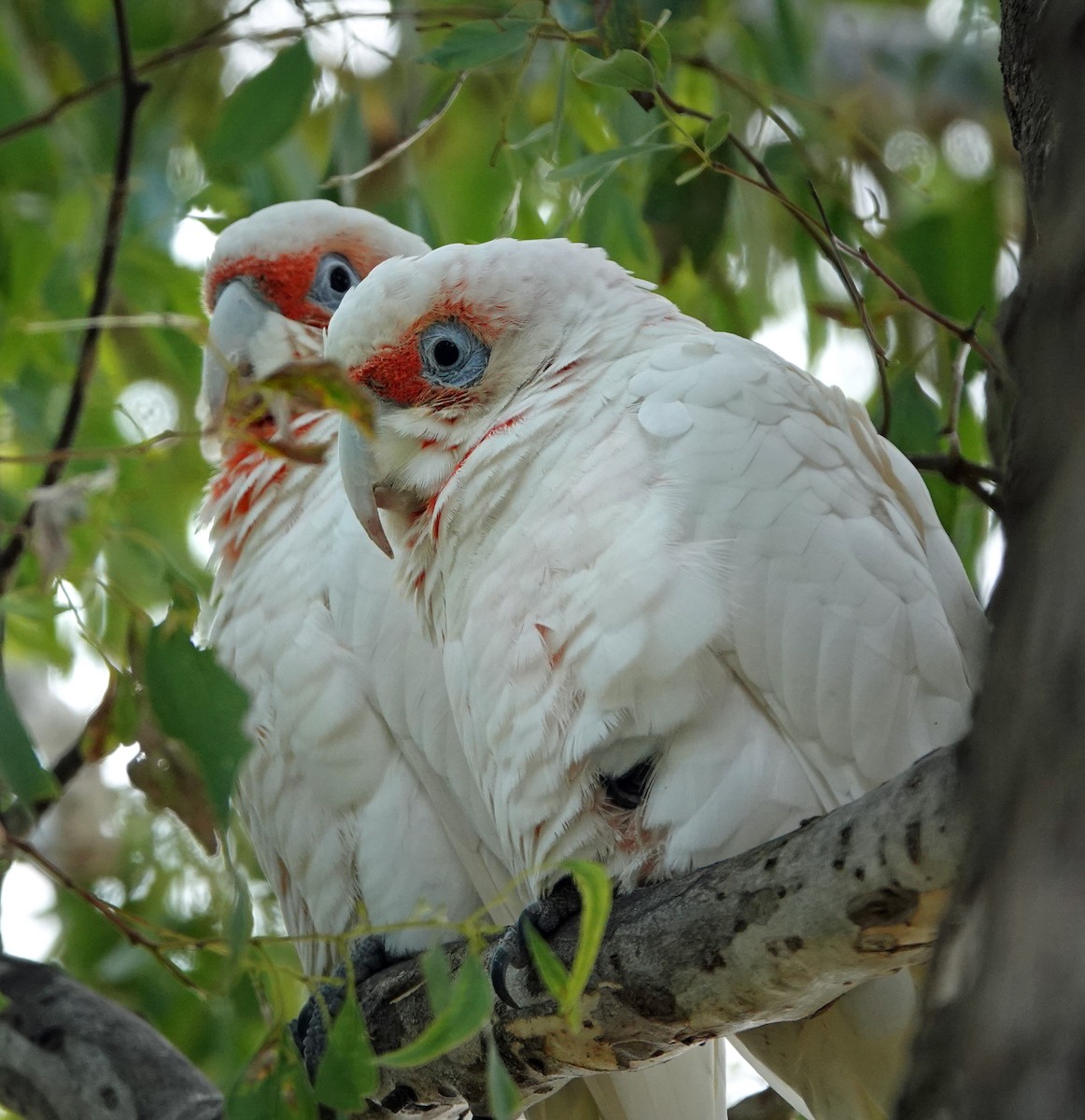 Long-billed Corella - Russell Scott