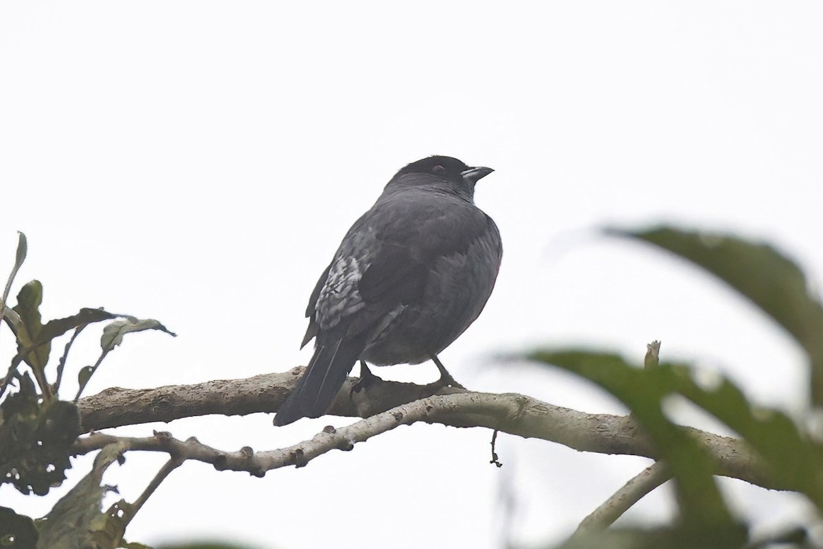 Cotinga Crestirrojo - ML615573079