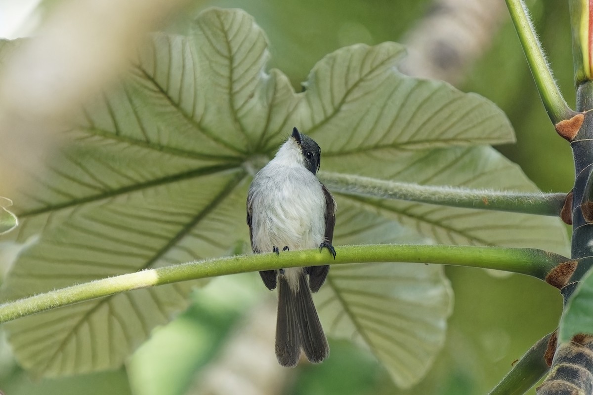 River Tyrannulet - ML615573200