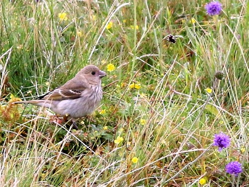 Common Rosefinch - ML615573202