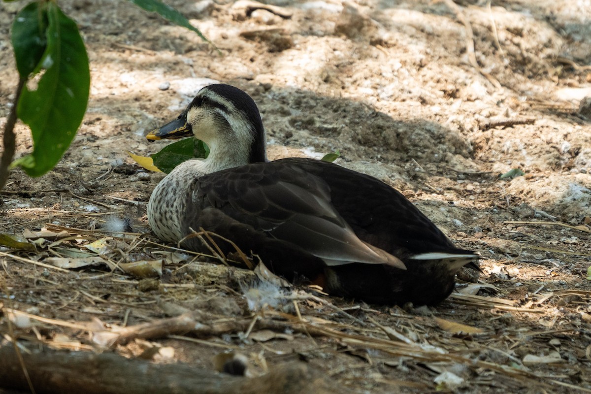 Indian Spot-billed Duck - ML615573209