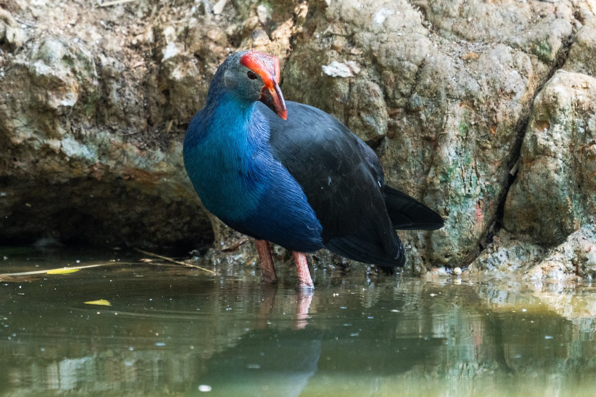 Gray-headed Swamphen - ML615573213