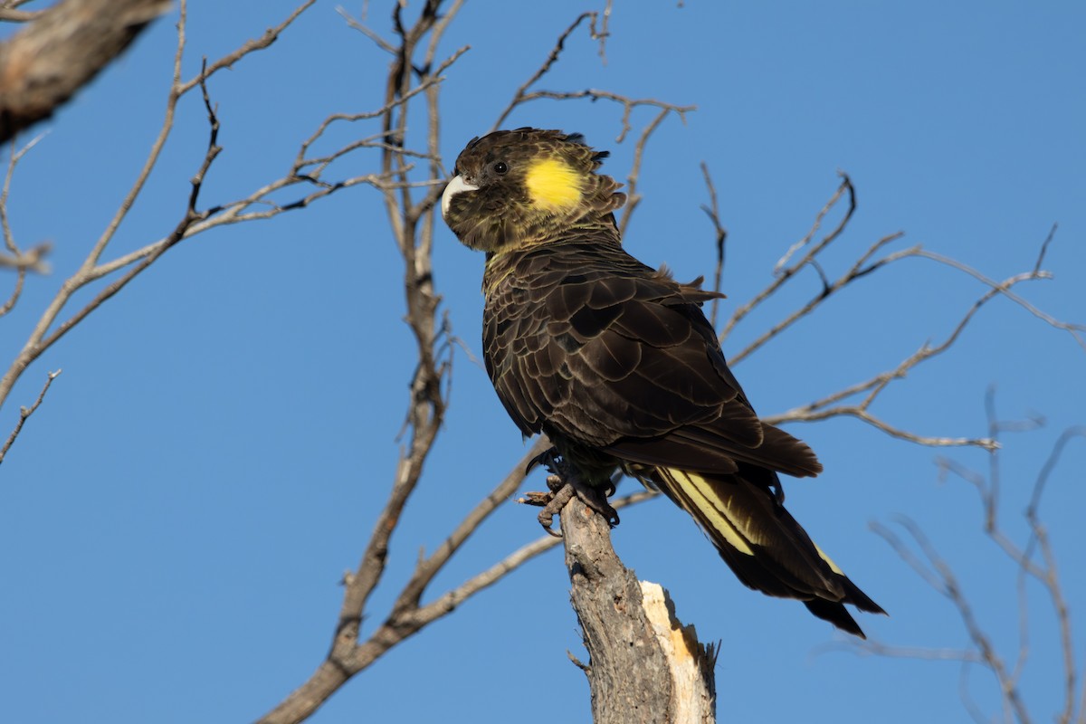 Cacatúa Fúnebre Coliamarilla - ML615573214