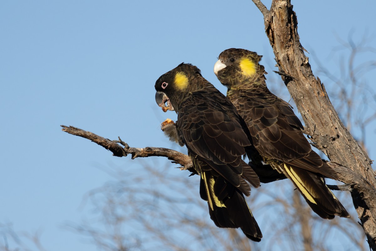 Cacatúa Fúnebre Coliamarilla - ML615573215