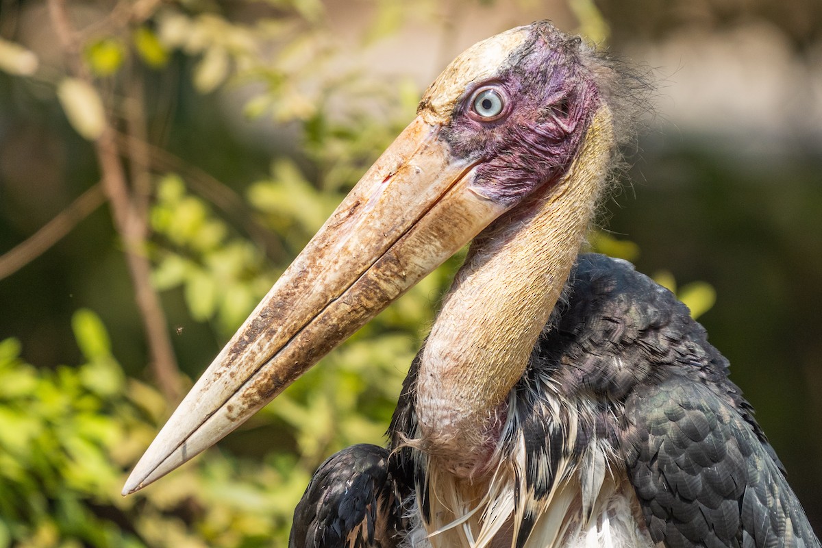 Lesser Adjutant - ML615573218