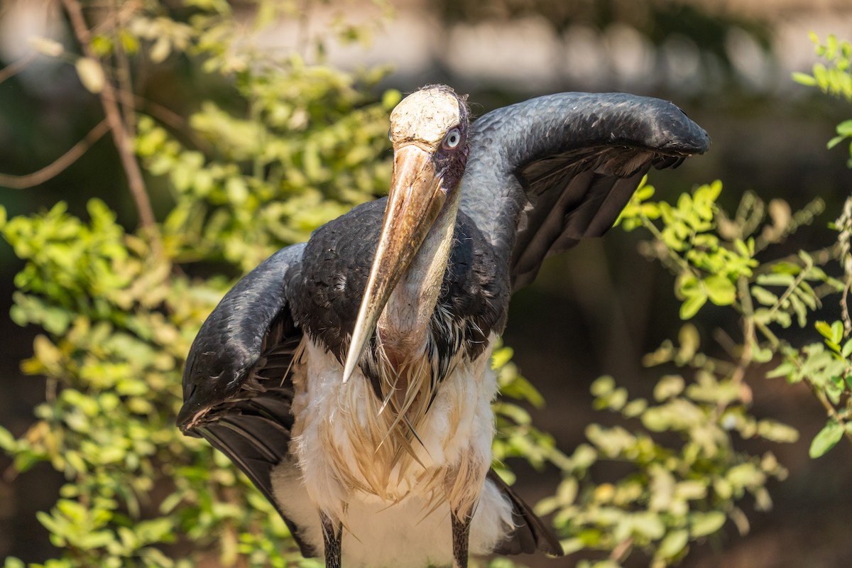 Lesser Adjutant - ML615573221