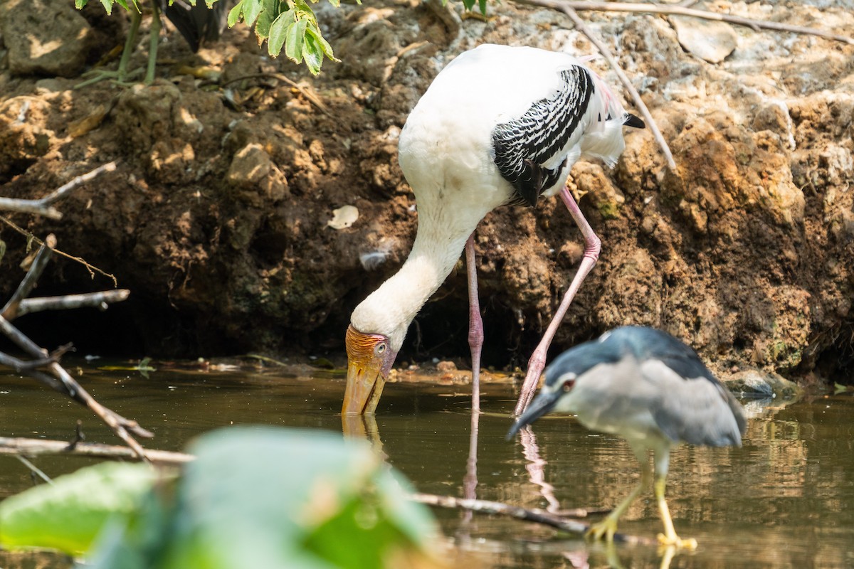 Painted Stork - ML615573223