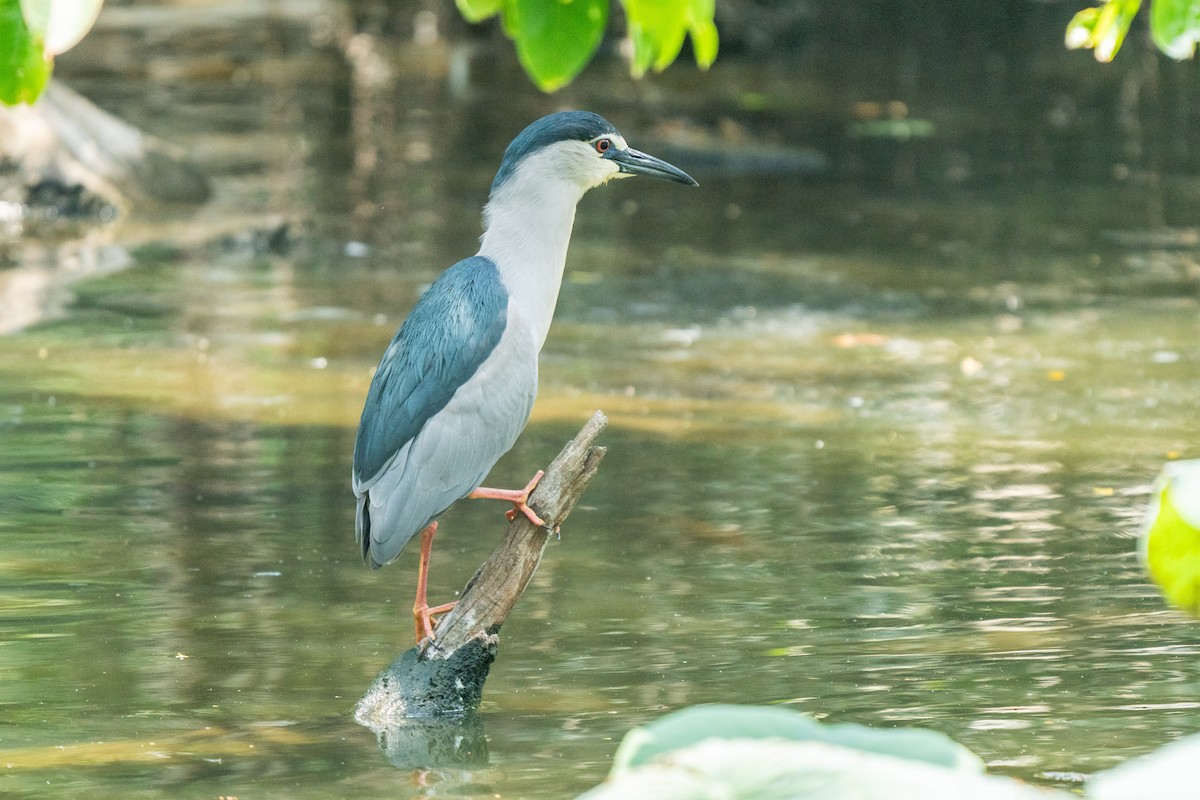 Black-crowned Night Heron (Eurasian) - ML615573230