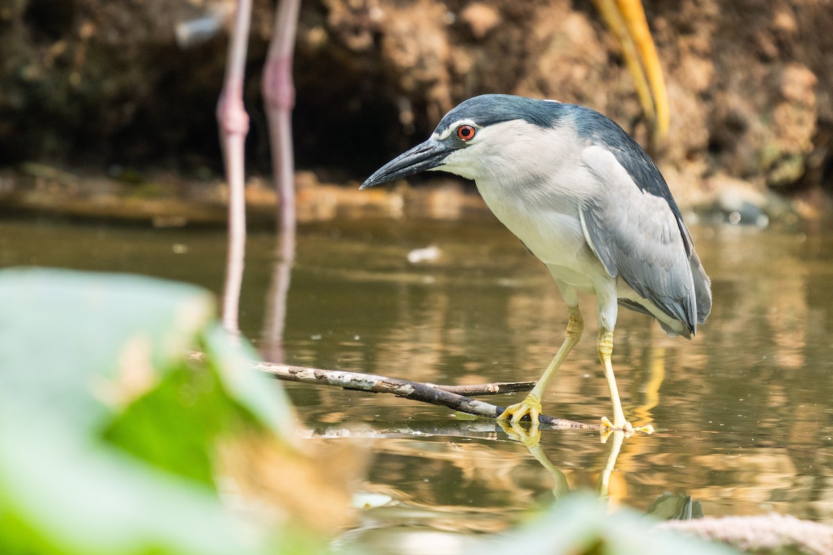 Black-crowned Night Heron (Eurasian) - ML615573231