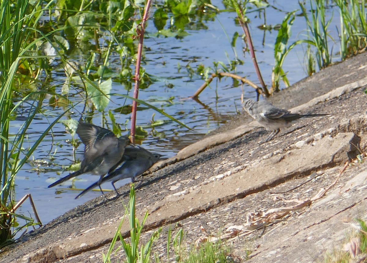 White Wagtail - ML615573244