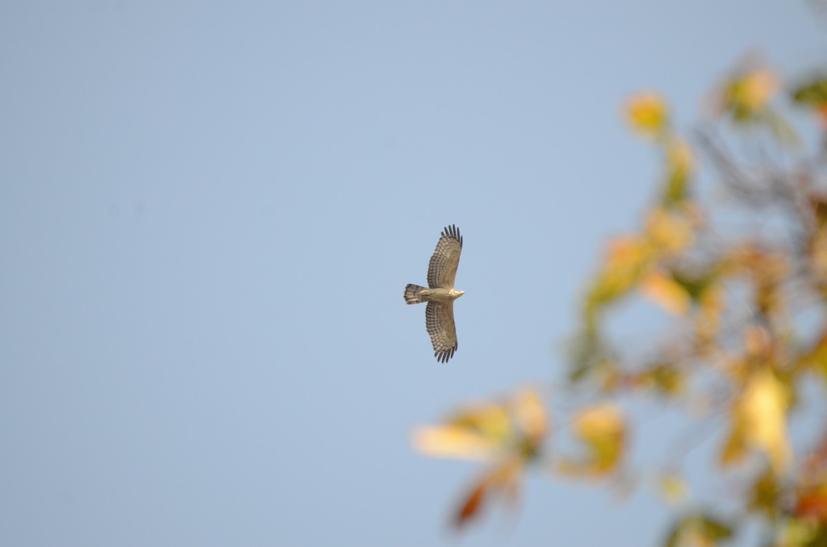 Oriental Honey-buzzard - ML615573247