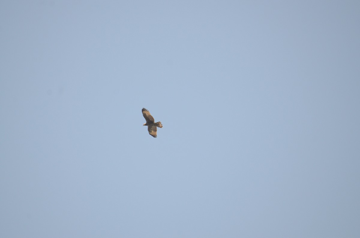 Oriental Honey-buzzard - Debabrata Banerjee