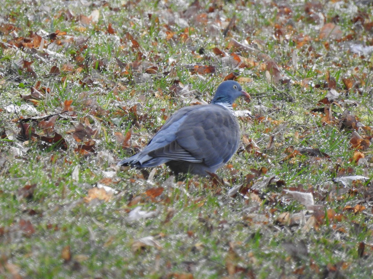 Common Wood-Pigeon - ML615573284