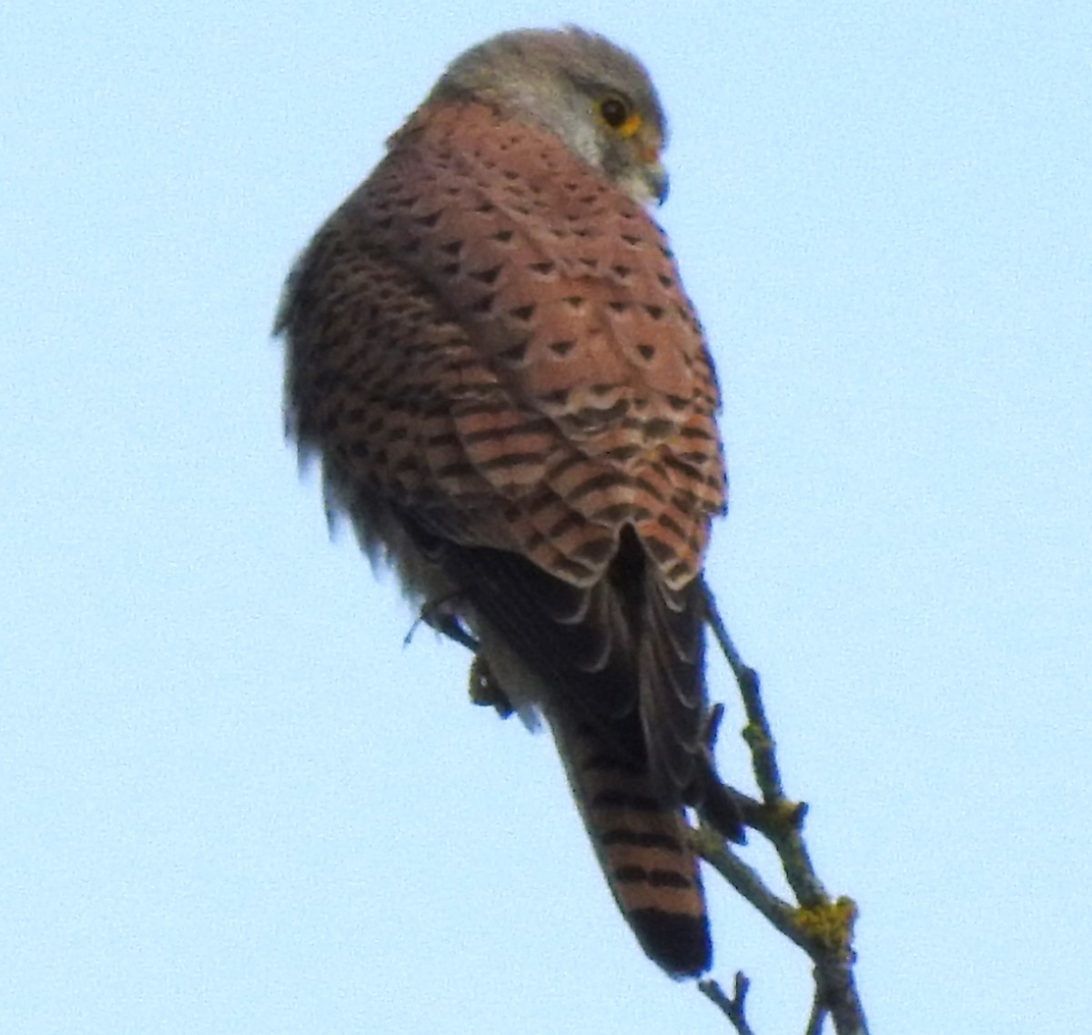 Eurasian Kestrel - ML615573320