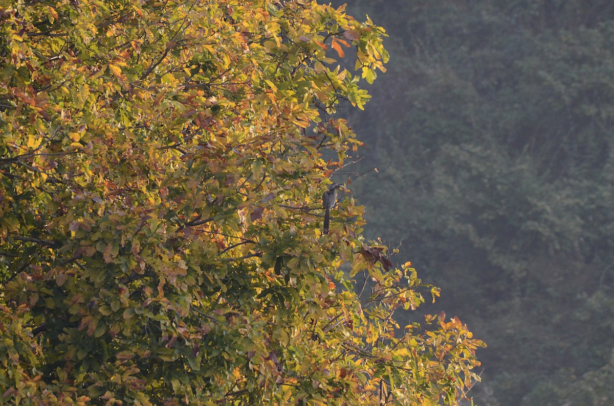 Indian Gray Hornbill - ML615573321