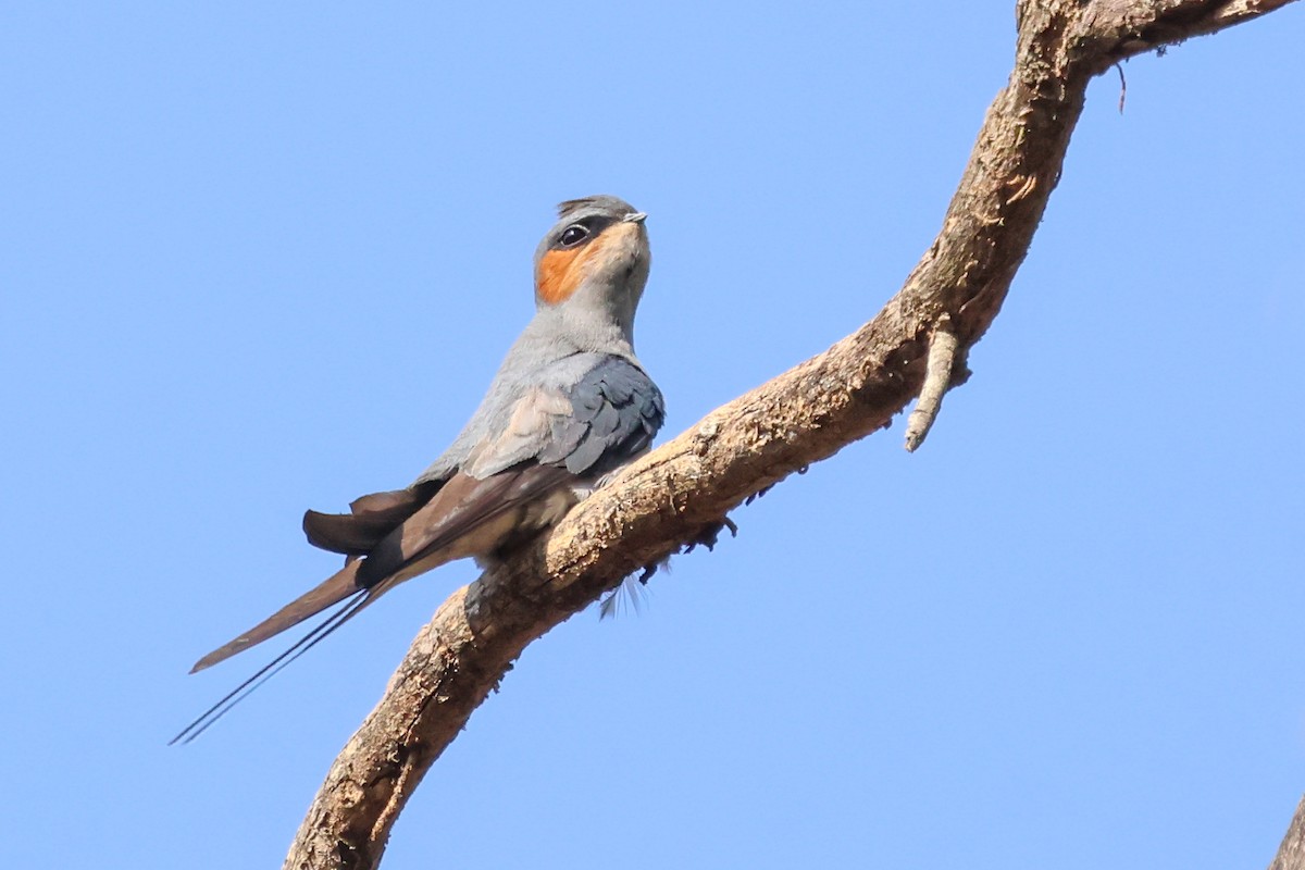 Crested Treeswift - Vikram S