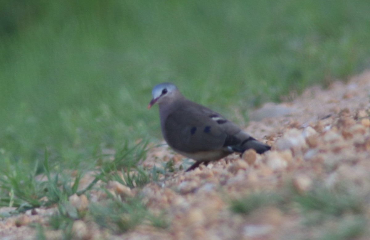 Blue-spotted Wood-Dove - ML615573552