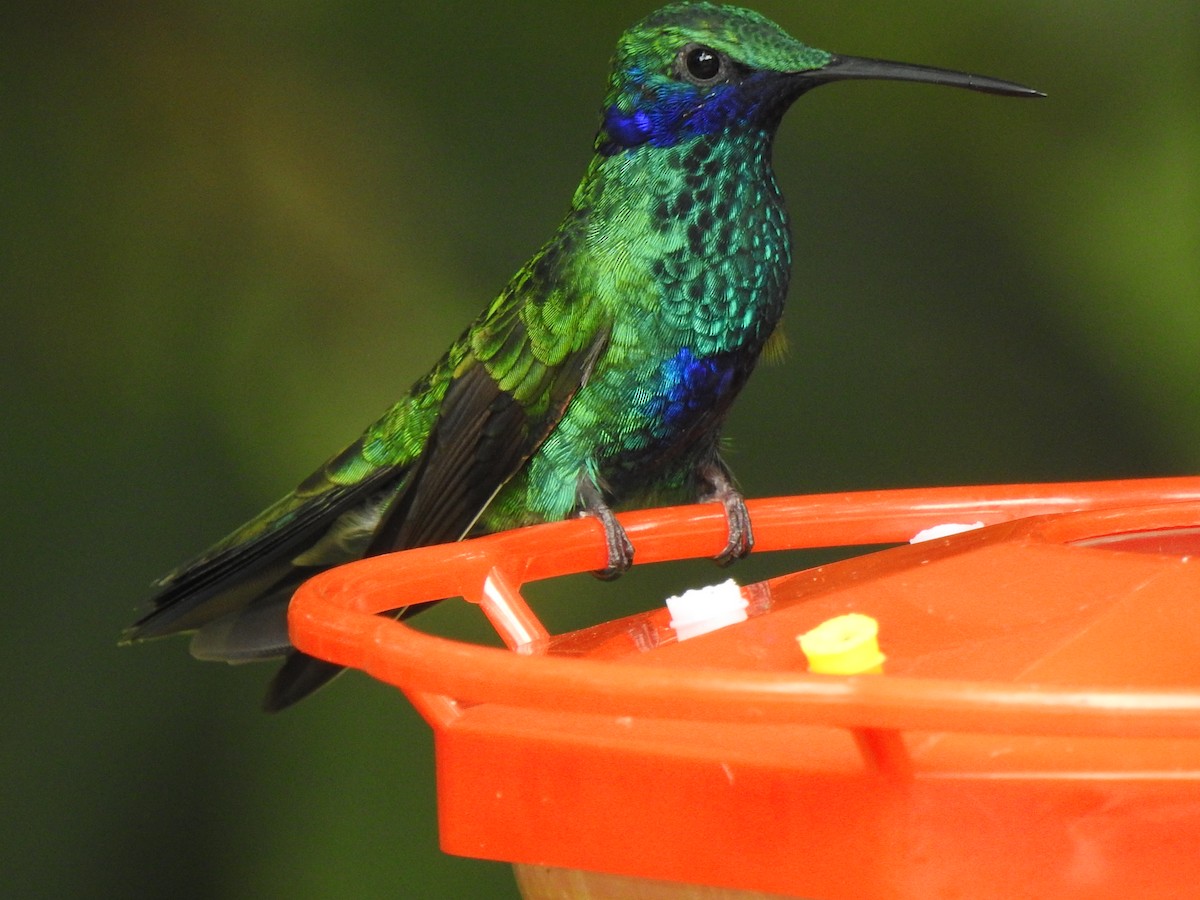 kolibřík modrolící - ML615573583