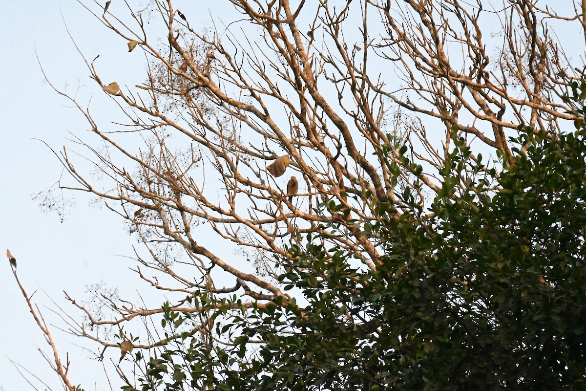 Brown-headed Barbet - ML615573633