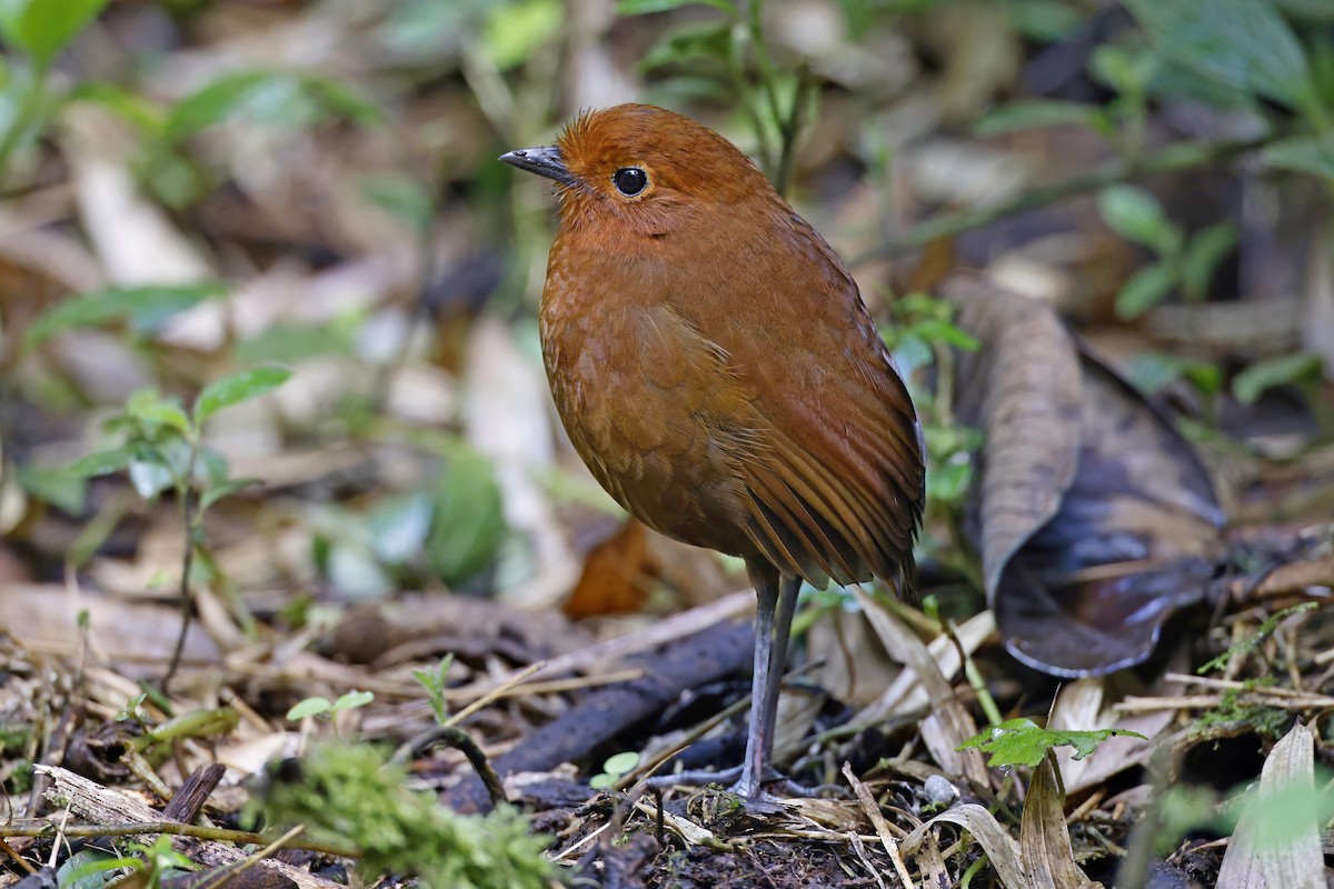 Chami Antpitta - ML615573664