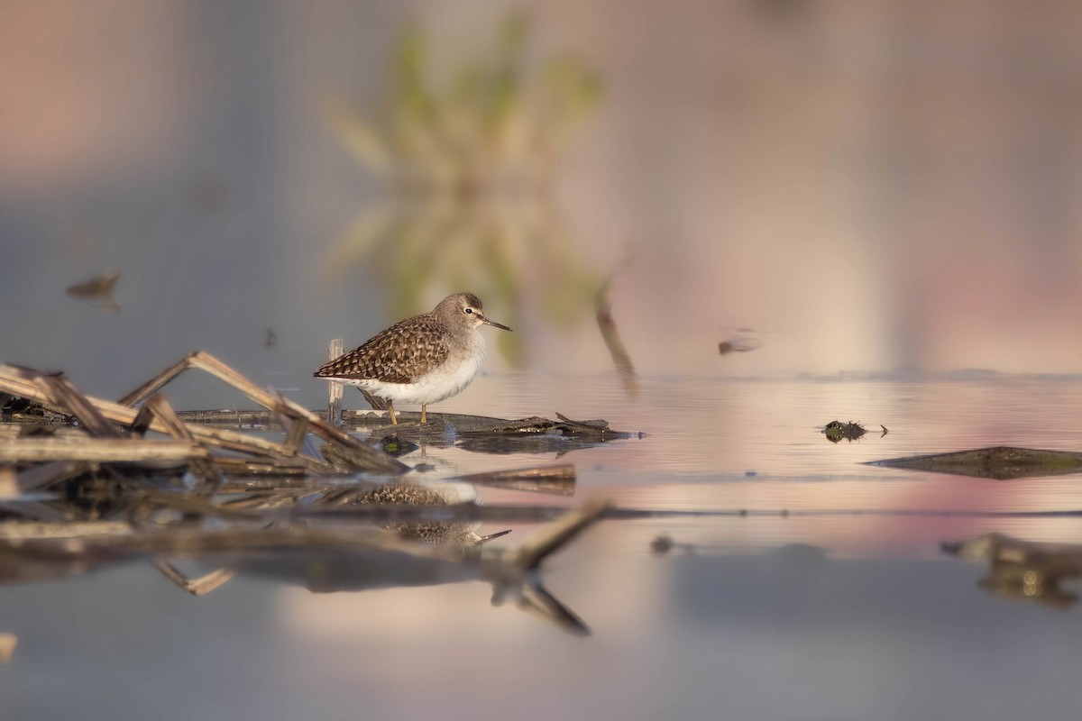 Wood Sandpiper - ML615573707