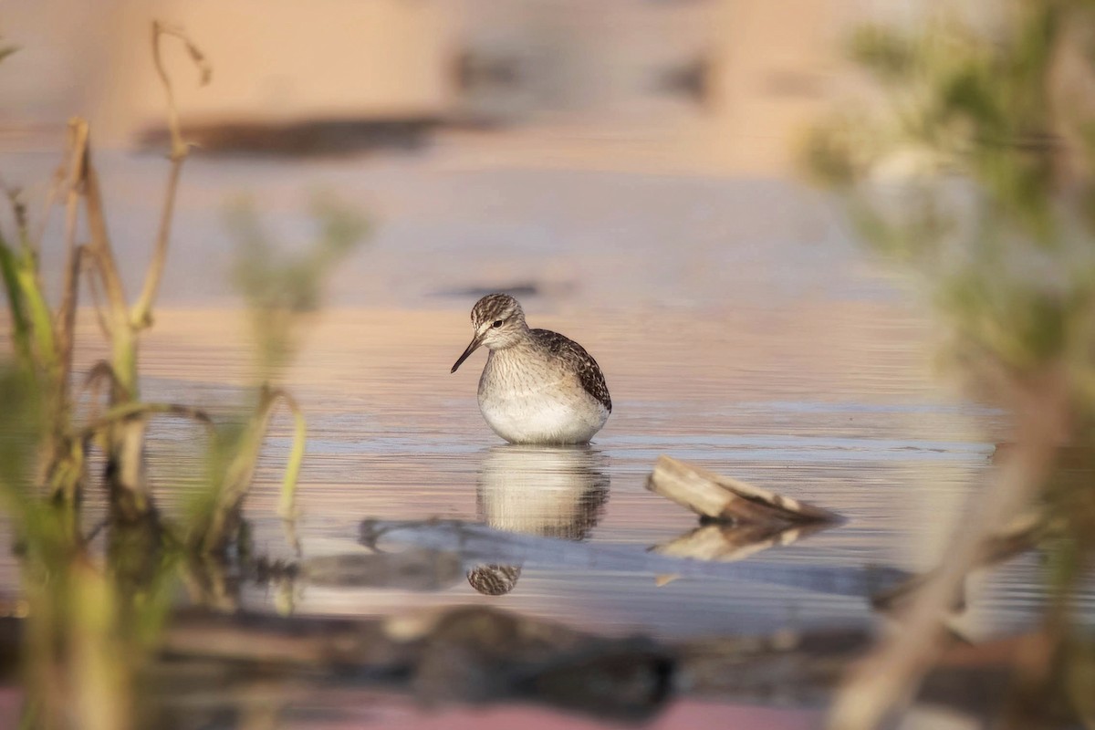 Wood Sandpiper - ML615573708