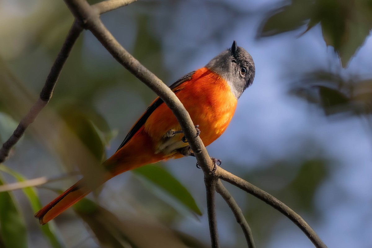 Minivet Gorjigrís - ML615573709