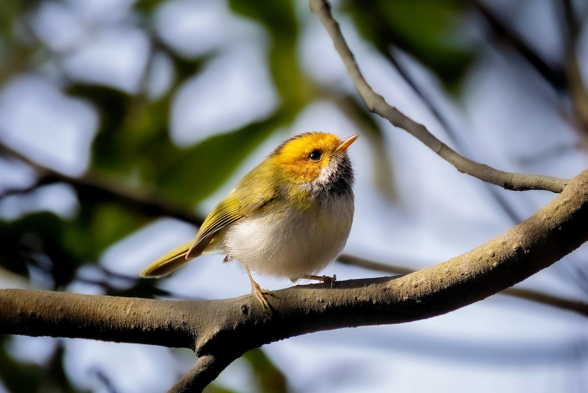 Rufous-faced Warbler - ML615573717