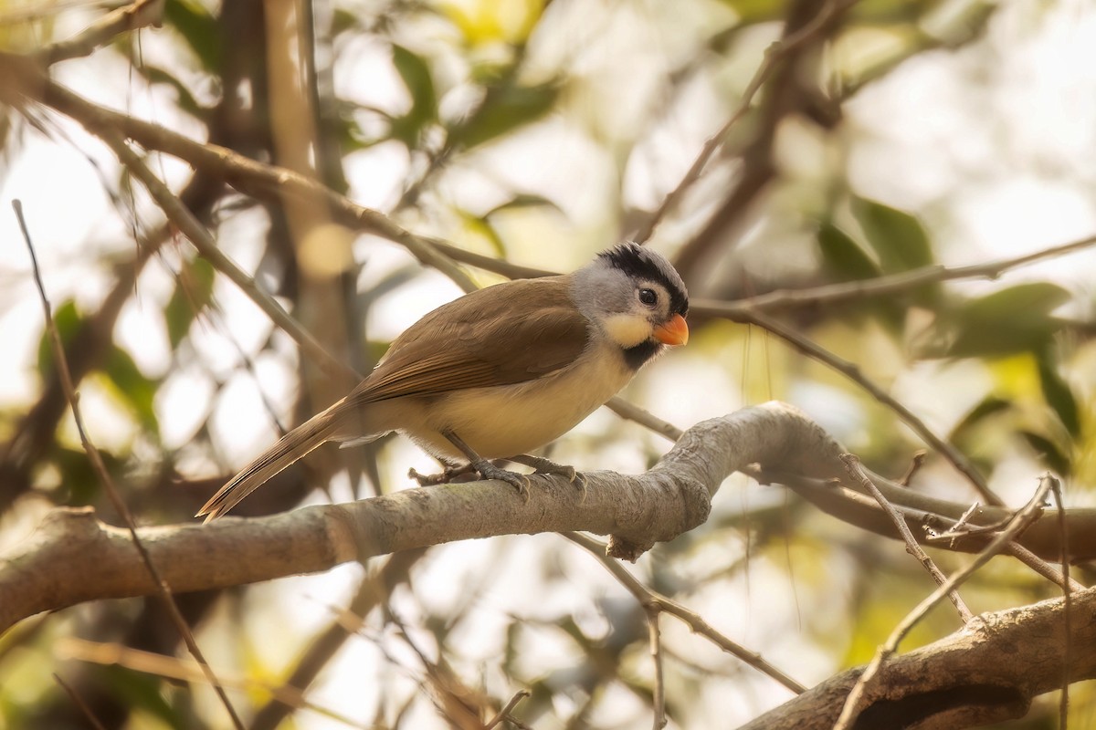 Gray-headed Parrotbill - ML615573719