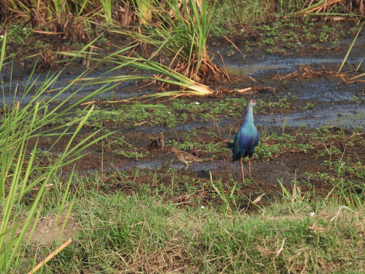 Gray-headed Swamphen - ML615573730