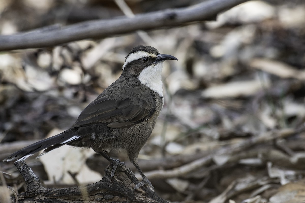 White-browed Babbler - ML615573784