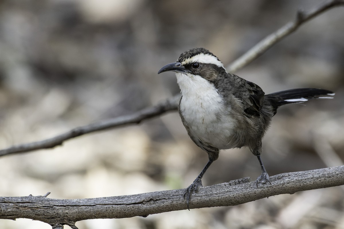 White-browed Babbler - ML615573785