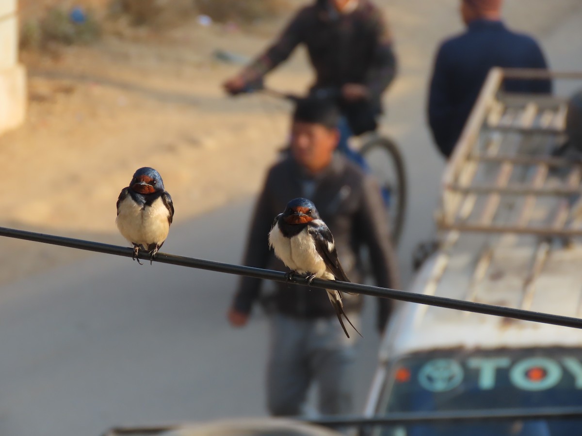 Barn Swallow (White-bellied) - Arend van Riessen