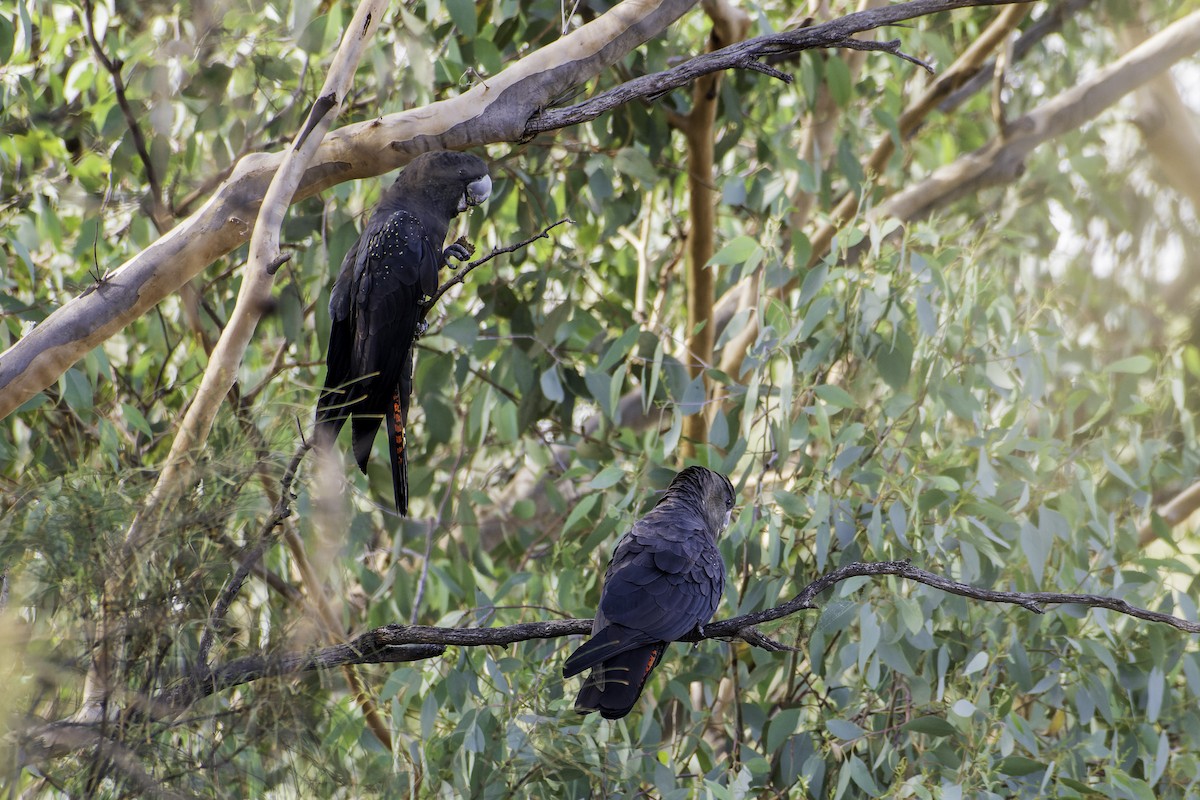 Glossy Black-Cockatoo - ML615573790