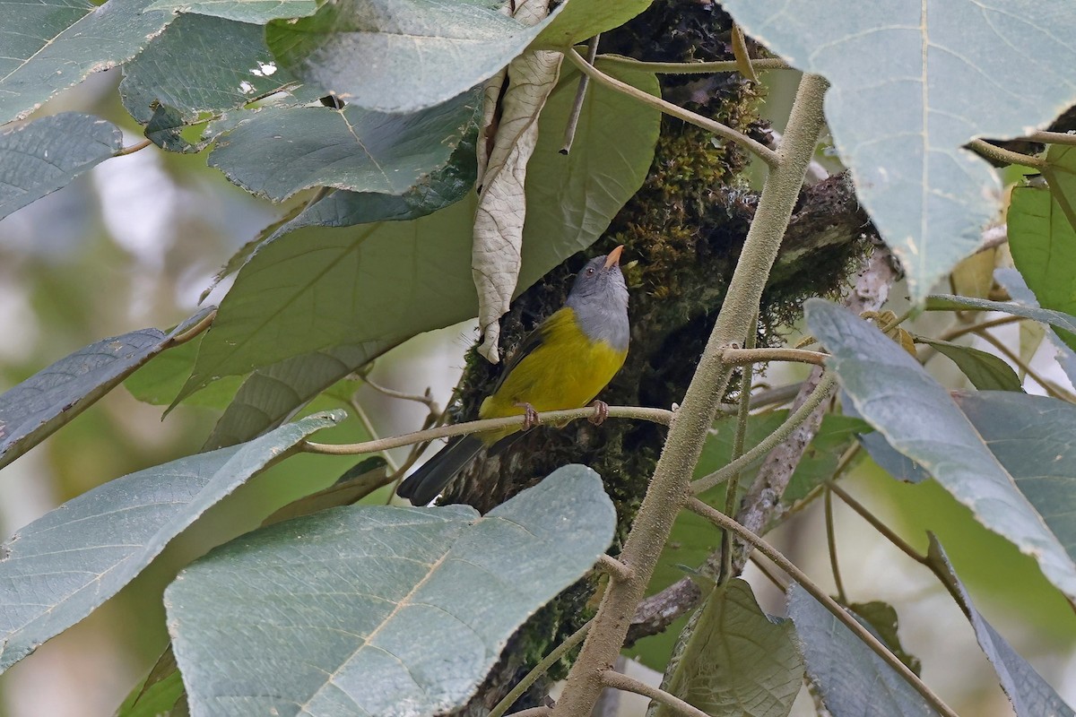 Gray-hooded Bush Tanager - Marcin Sidelnik