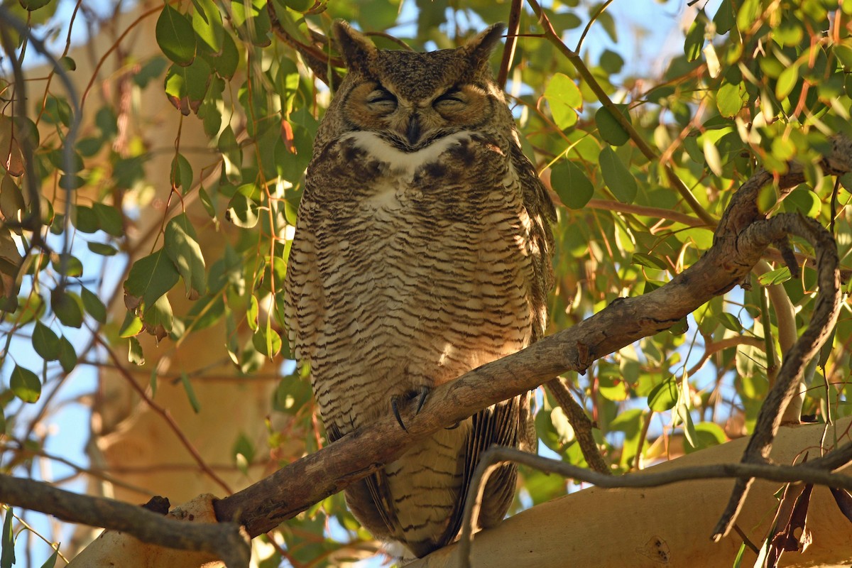 Great Horned Owl - ML615573830