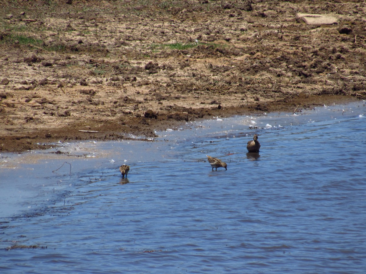 Magellanic Snipe - ML615573843